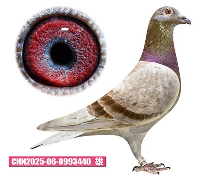 范登布克-年輕好紅440