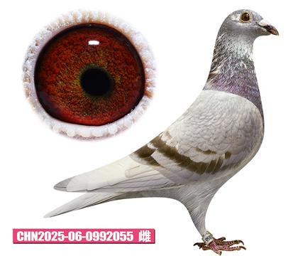 海倫-大頭彩雌055