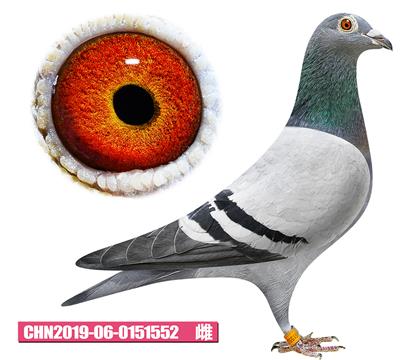 噶斯頓-奶酪女神552