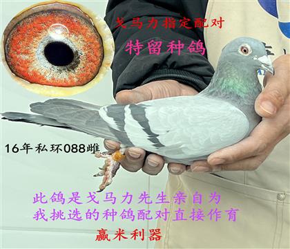 戈馬力指定配對(duì)