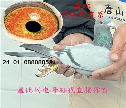 蓋比閃電號(hào)直系