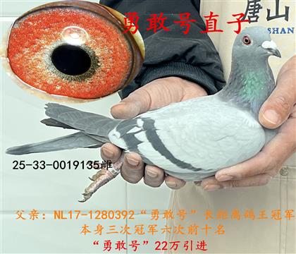 長距離鴿王冠軍直子