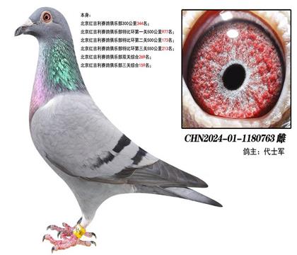 北京紅吉利賽鴿俱樂(lè)部三關(guān)綜合159名 雌