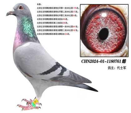 北京紅吉利賽鴿俱樂(lè)部雙關(guān)賽綜合224名 雌