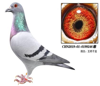 王府子龍--246 雌