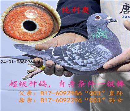 純利奧超級(jí)種鴿