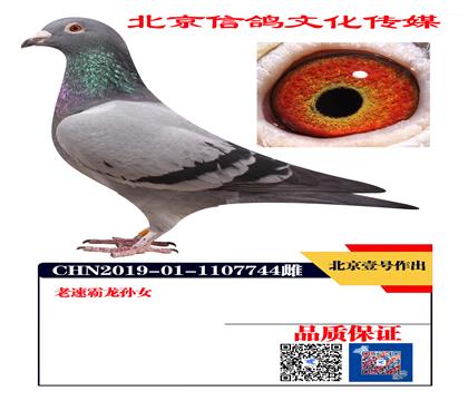 Ҽ̖���� �ٰ��� ���R����  �ٷְ���Ʒ