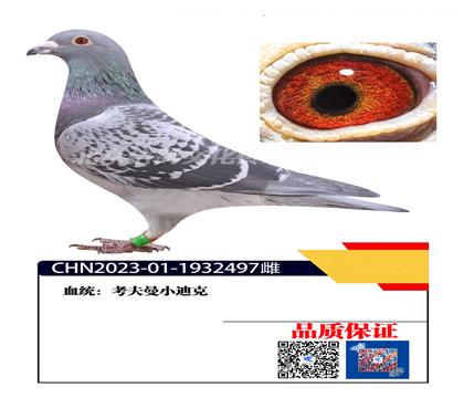 ��S������ ������497