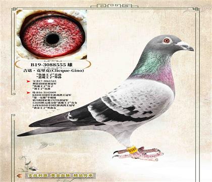 ����ŵ����ˡ�ԭ�ᡰ³�����ӡ�ֱ��555