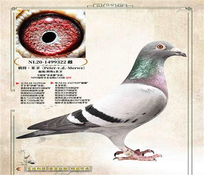 ���˵�������ԭ��NPO�ھ��������ȡ�ȫ����322