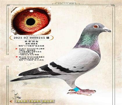 �� ŷ�����ʡ����ٰ�����17�����ֱ��245