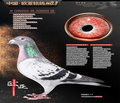 �Ͽ�.���ǲ���440X���ؠ�237�S���䌦