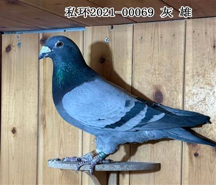 ���֣�����ԭ��С����ֱ�� ����������@��