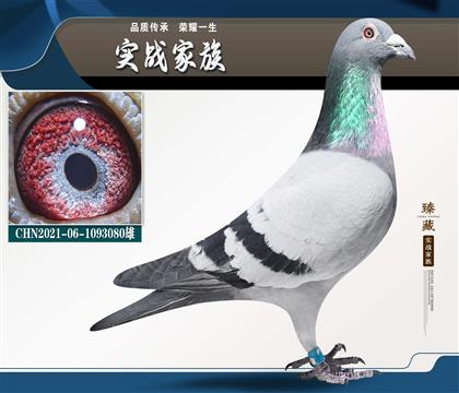 �ش���_��62��ͬ��ĸֱ�� 51��