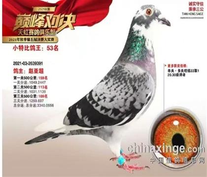 河北獻(xiàn)縣天虹賽鴿俱樂(lè)部三關(guān)綜合鴿王53名雌