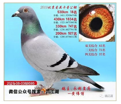 2019�ہ����չ������P(gu��n)37��-��