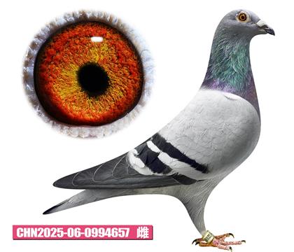 蓋比-閃電佳人657