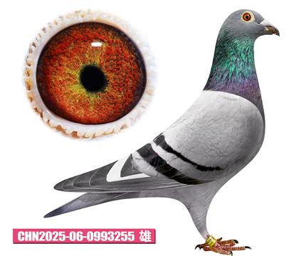 范登布克-基特爾255