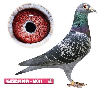 凡戴克-無敵瑪麗M011