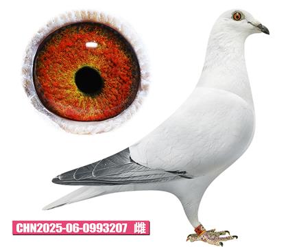 范登布蘭德-好花夫人207