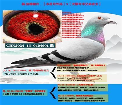 (公棚专家)杨范德帕许“丘比特号外孙”X“无限号半兄弟直女”