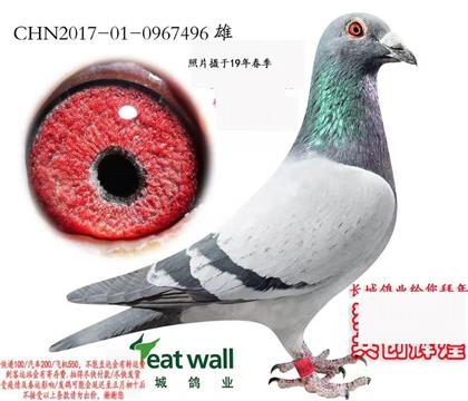 ���ǣ��¸��׵�ֱ��496