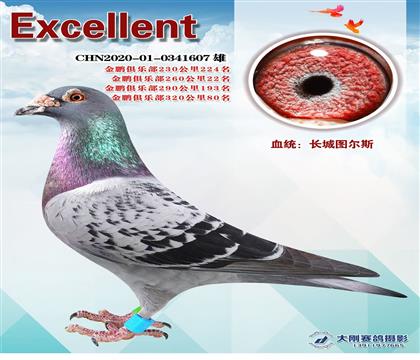 ���ֲ�260����22����ͼ��˹Ѫͳ