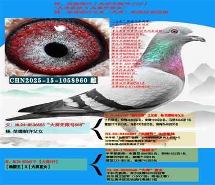 (重点推荐 公棚专家)杨范德帕许“大奔直孙”X“大奔外孙女”