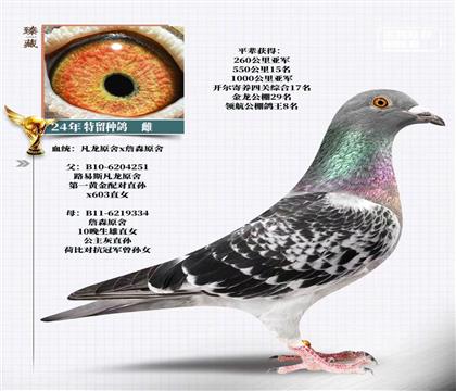 ����ۺϵ����ƽ���ƣ��޻���