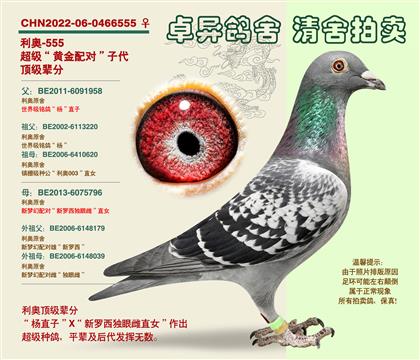 ���W���S���䌦���Ӵ�555