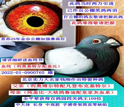 �����������X�������ؠ����w�ȣ�