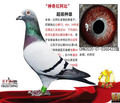 �N���t����422