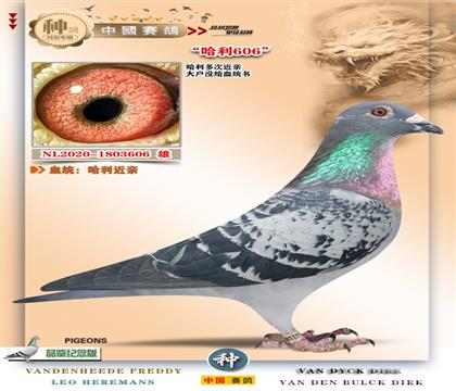 20-�������H��