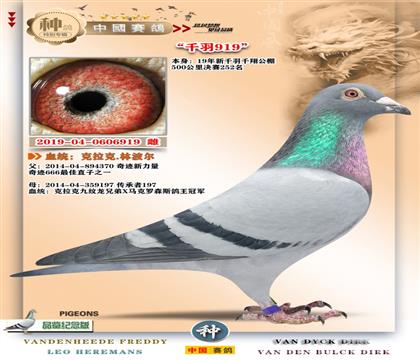 22-�������ֲ���-���彩(ji��ng)��