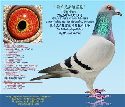 ��/ؐ�¡��ٰ���X �����r/��ϣ���ٰ���