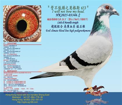 ����Ӣ��˹�ֵ�231X����������������܊�OX����ɭ����