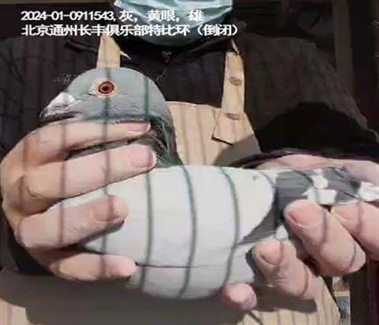 ����ͨ���L�S�㘷���رȭh(hu��n)�����]δِ�����w��543