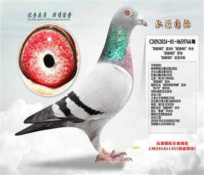 ������(j��)483��ֱ�OX������(j��)483���OŮ