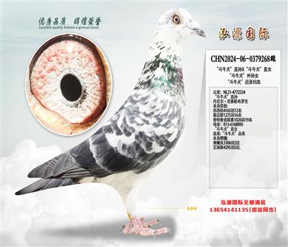 ����ţȮ��ֱ�OX����ţȮ��ֱŮ