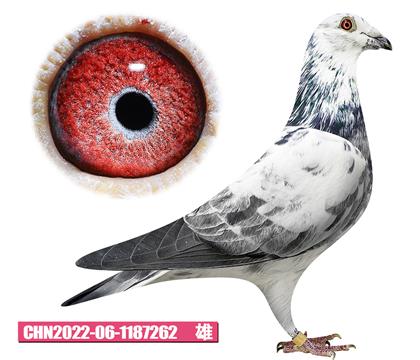 ����ɭ-Ұ��̖262