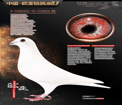 ��ѩ����217X078ֱ��X217X096ֱŮ