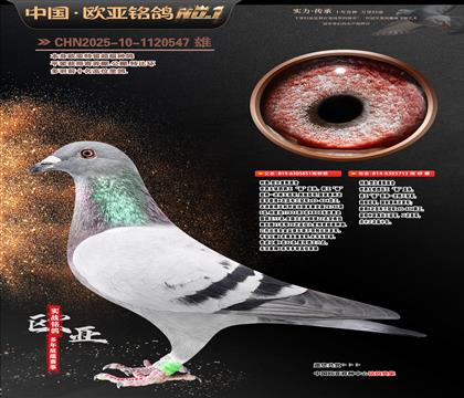 ���Wԭ�Შ��5��851X��ֱ�OŮ713