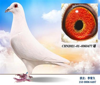 �������477   ��	