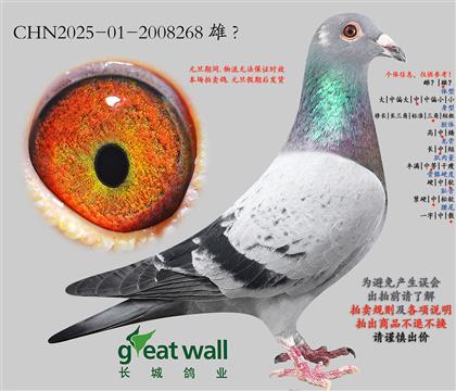 13.��ʱ��911��Ѫ���.2008268