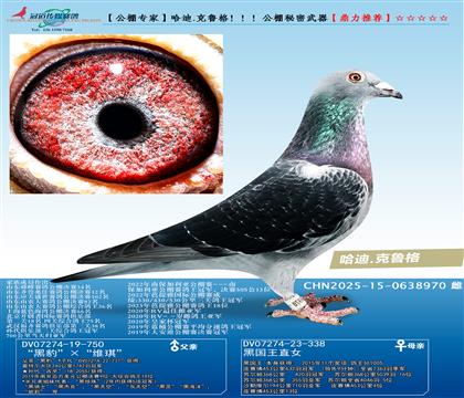 �����  ����.�����񣡣���������������