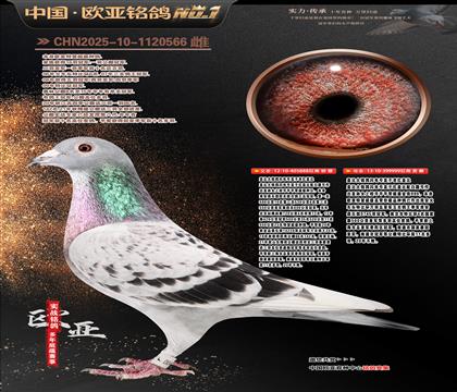 �t�w�Ƚ��H888X�t�w�Ƚ��H999��������