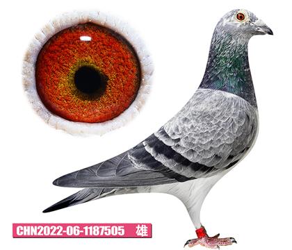 ��˹�D-��Ӱ��ʿ505