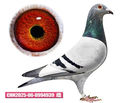 ���|��-ِ�幫��393