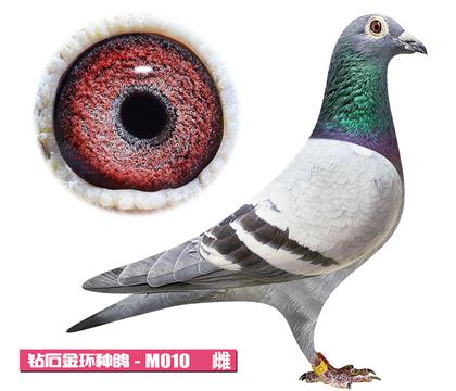 ���Ŀ�-��ۻʺ�M010