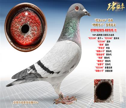 ��˹�D.�����ߠ����Р�240��ֱ�ӡ����Р�240��ֱ�OŮ